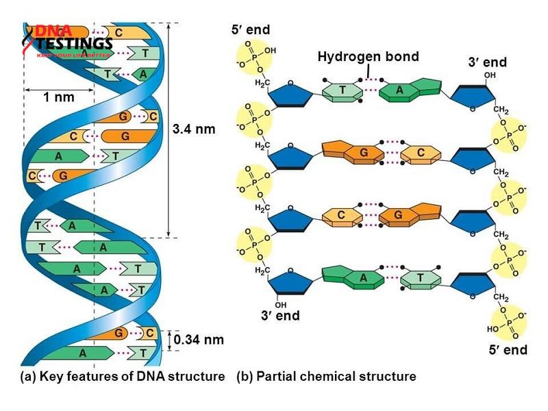 ADN và DNA khác nhau thế nào về cấu trúc?