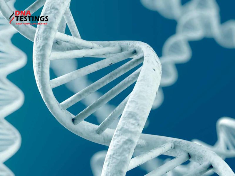 ADN và DNA: Liệu có sự khác biệt về đặc tính?