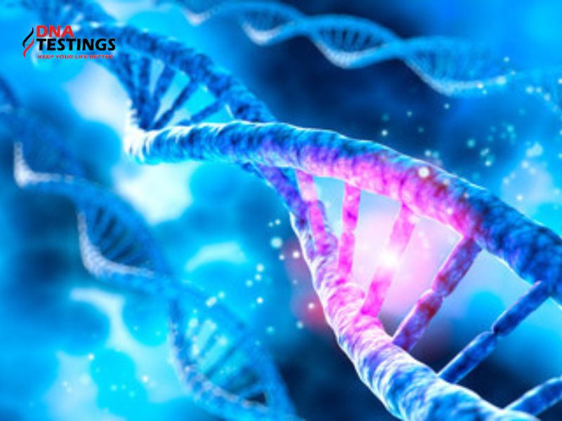 ADN và DNA khác nhau thế nào?
