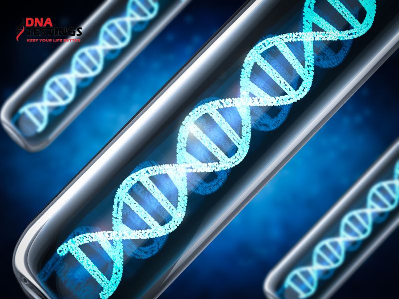 ADN là gì? Toàn bộ kiến thức cơ bản về ADN