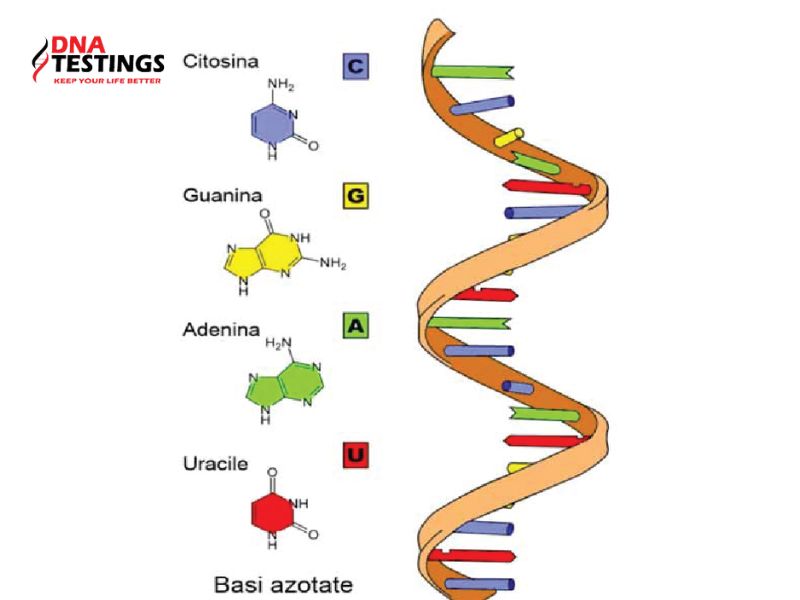 ARN là gì? Toàn bộ kiến thức cơ bản về ARN