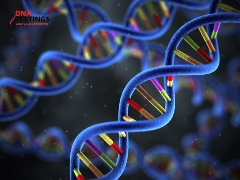 Quá Trình Tự Nhân Đôi Của ADN