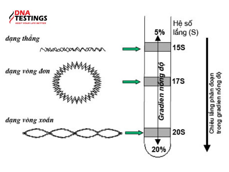 So sánh ADN dạng vòng với ADN dạng thẳng