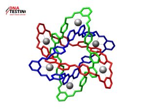 ADN dạng vòng thường gặp ở đâu? 4 ADN dạng vòng