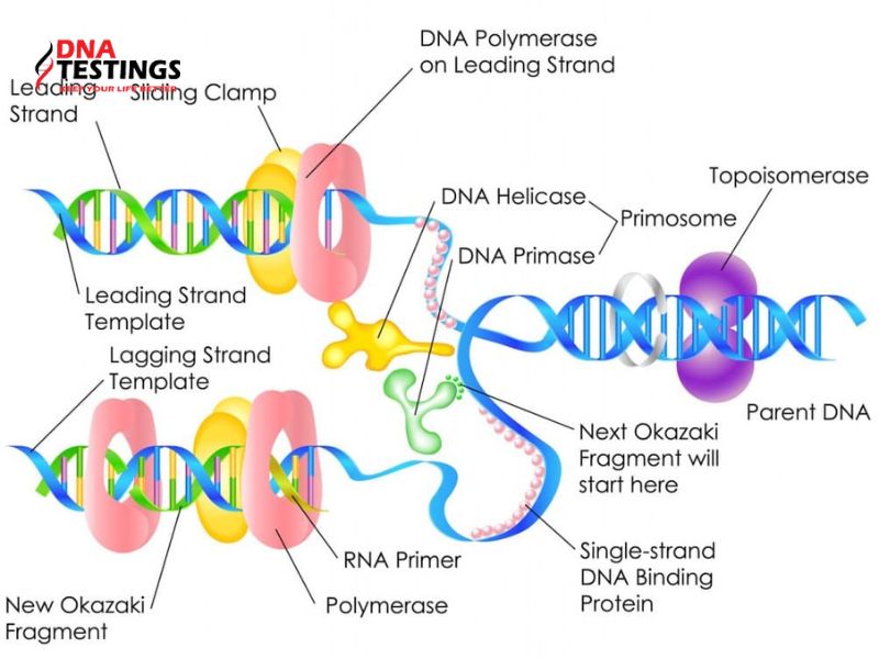 Vai trò quan trọng của ADN polymerase trong quá trình nhân đôi ADN