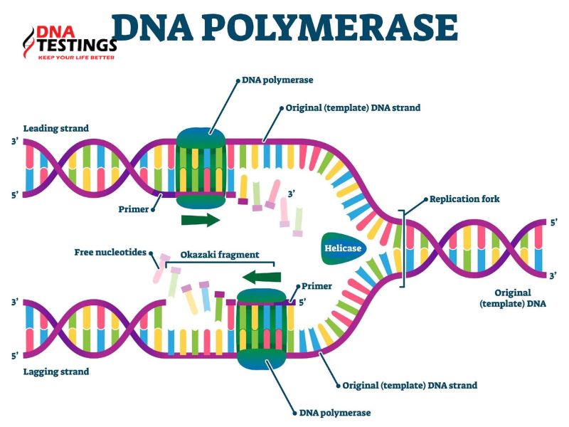 Tầm quan trọng của ADN polymerase trong đời sống