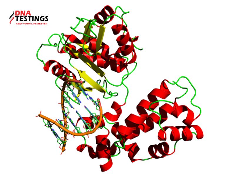 ADN polymerase là gì? ADN polymerase trong quá trình nhân đôi ADN