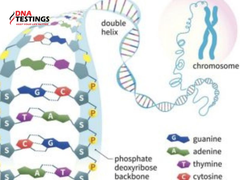 Chức năng vật chất di truyền là gì?