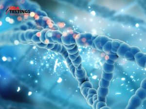 Vì sao ADN có tính đa dạng và đặc thù? 15 Vì sao ADN có tính đa dạng và đặc thù
