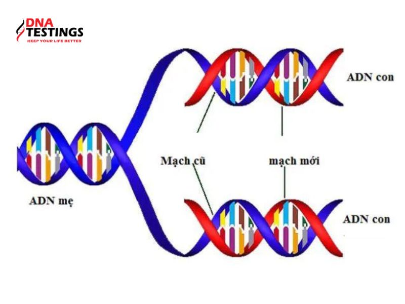 Vai trò của ADN