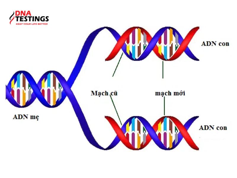Vai Trò Của Enzim ADN Polimeraza Trong Quá Trình Nhân Đôi ADN