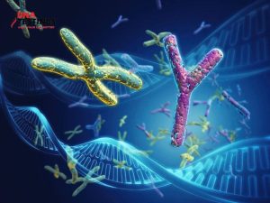 Nhiễm sắc thể là gì? XY là nam hay nữ 11 Nhiễm sắc thể là gì? xy là nam hay nữ
