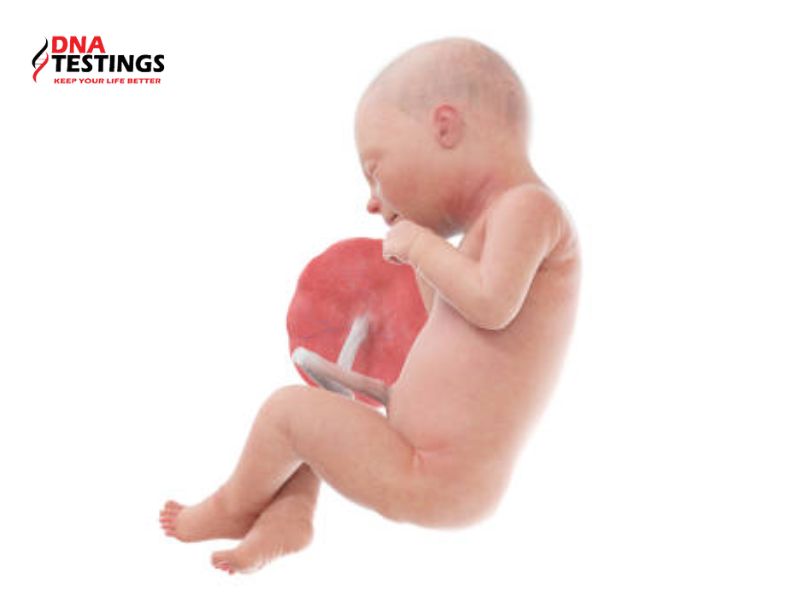 Giai đoạn nào thai nhi dễ bị mắc dị tật bẩm sinh nhất? 5 Tìm hiểu dị tật bẩm sinh ở thai nhi là gì?